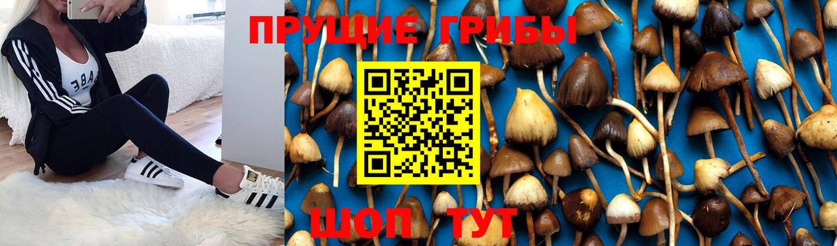 Галлюциногенные грибы GOLDEN TEACHER Ноябрьск